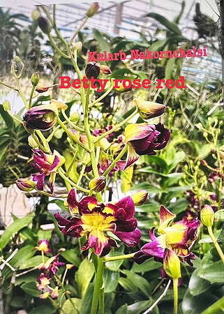 Den. Betty Rose Red