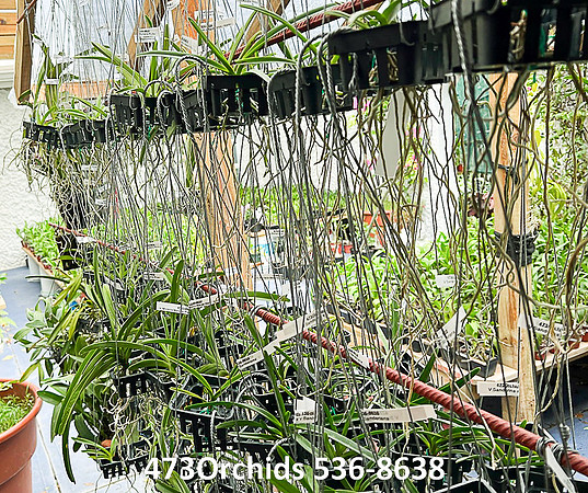 Vanda Picture1