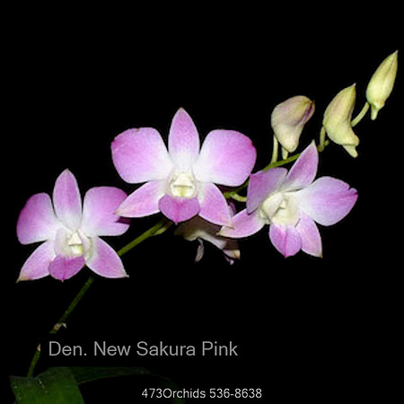 Den Sakura Pink