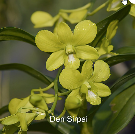 Den Sirpai