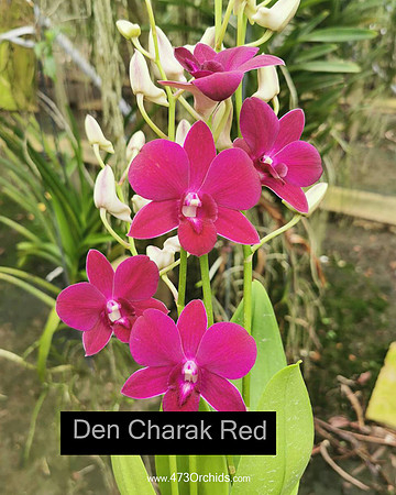 Den Charak Red