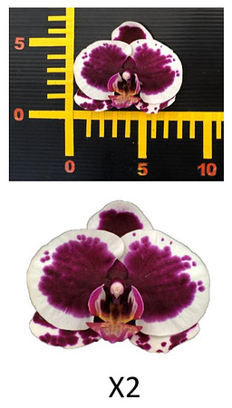 Phal X2