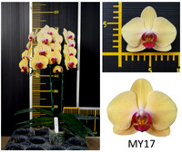 Phal MY17