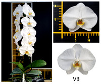Phalaenopsis Orchids