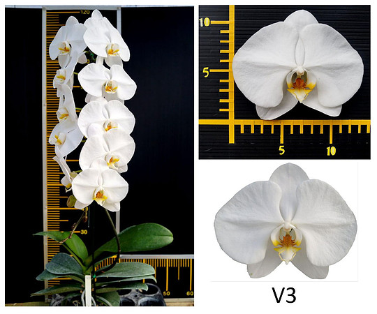 Phal V3