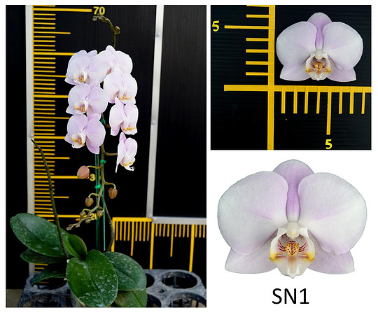 Phal SN1
