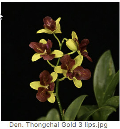 Den Thongchai Gold 3 Lips