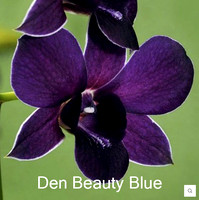 Den Beauty Blue