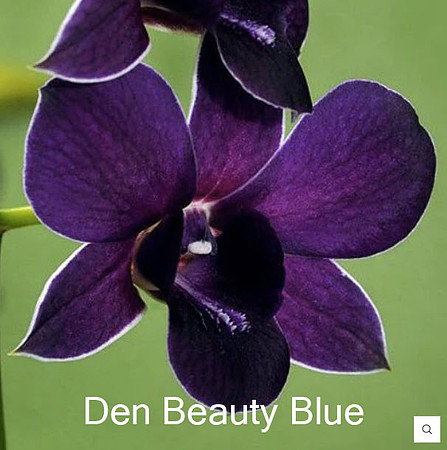 Den Beauty Blue