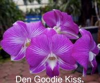 Den Goody Kiss