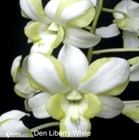 Den Liberty White