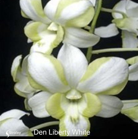 Den Liberty White