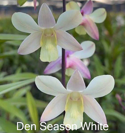 Den. Season White