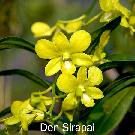 Den. Sriprai 2