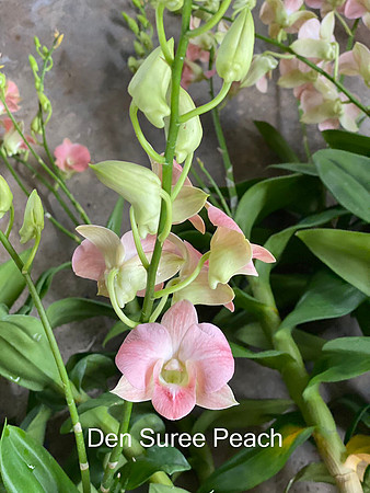 Den. Suree Peach