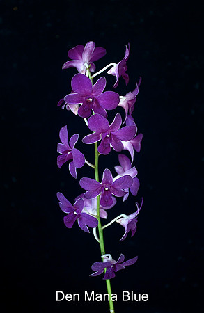 Den. Mana Blue
