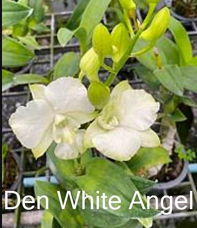 Den. White Angel