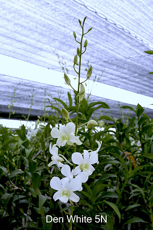Den. White 5 N