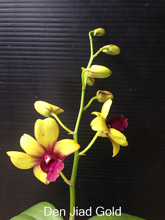 Den. Jiad Gold1