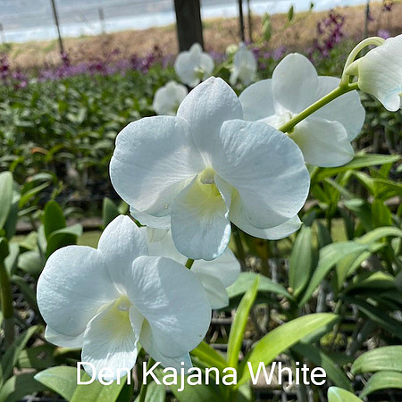 Den. Kanjana White