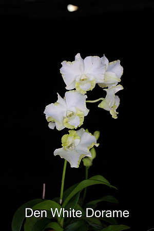 Den. White Doreme
