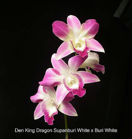 Den. King Dragon-Supan supanburi White x Buri White