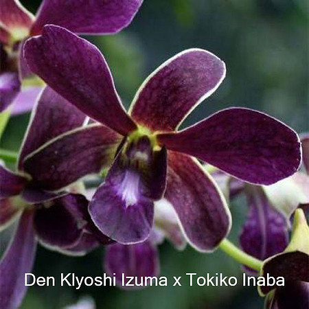 Den. Kiyoshi Izumi x Tokiko Inaba