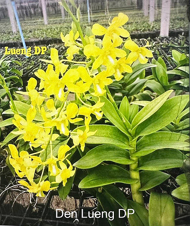 Den. Lueng DP