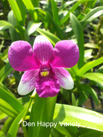 Den Happy variety pink55