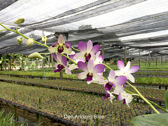 Den. Aridang Blue2
