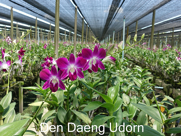 Den. Daeng Udorn