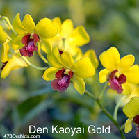 Den Kaoyai Gold
