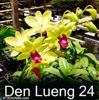 Den Lueng 24