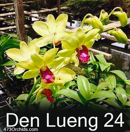Den Lueng 24