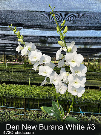 Den New Burana White #3