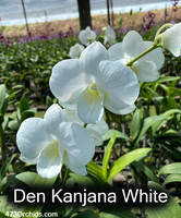 Den Kanjana White