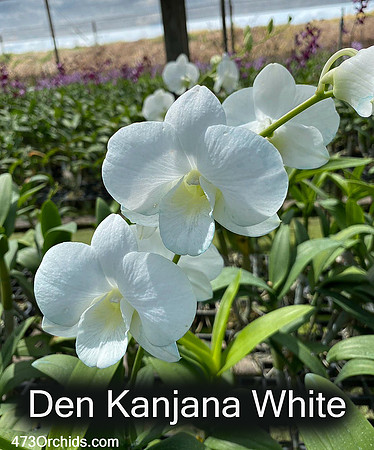 Den Kanjana White