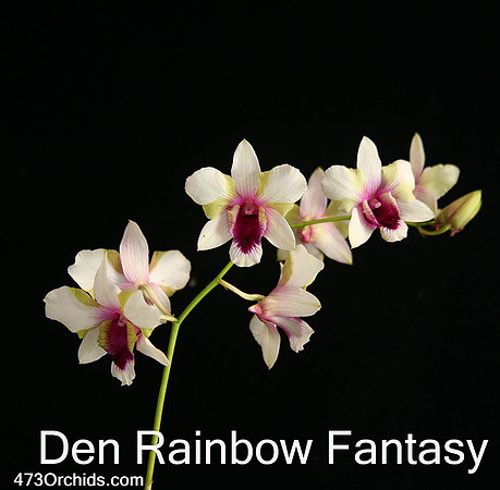 Den Rainbow Fantasy