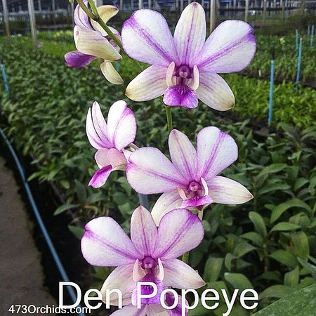 Den Popeye