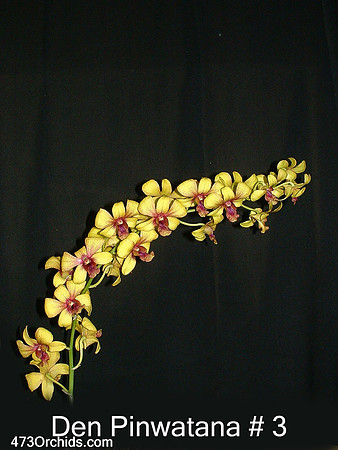 Den PInwatana #3