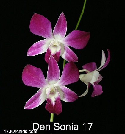 Den Sonia 17