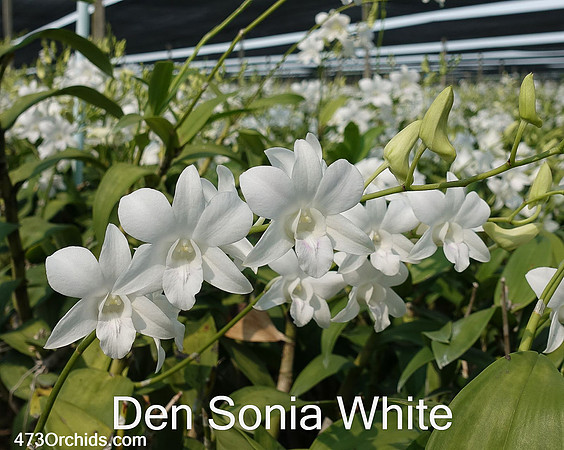 Den Sonia White