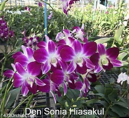 Den Sonia Hiasakul