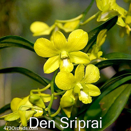 Den Sriprai