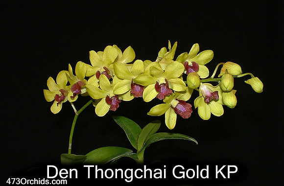 Den Thongchai Gold
