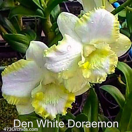 Den White Doraemon