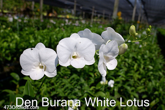 Den White Lotus