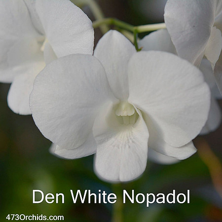 Den White Nopadol