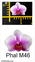 Phal M46