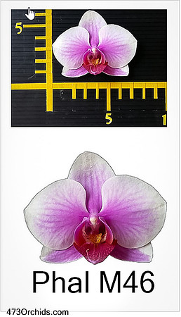 Phal M46